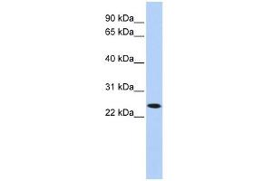 KLRA1 抗体  (N-Term)