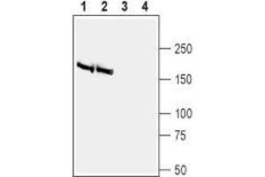 Western blot analysis of rat (lanes 1 and 3) and mouse (lanes 2 and 4) brain membranes: - 1,2. (BAI2 抗体  (Extracellular))