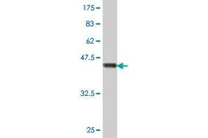 Western Blot detection against Immunogen (47. (COMMD1 抗体  (AA 1-190))