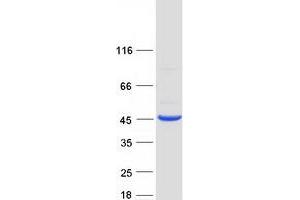 Western Blotting (WB) image for Ganglioside-Induced Differentiation-Associated Protein 1-Like 1 (GDAP1L1) protein (Myc-DYKDDDDK Tag) (ABIN2721775)