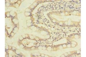 Immunohistochemistry of paraffin-embedded human small intestine tissue using ABIN7162550 at dilution of 1:100