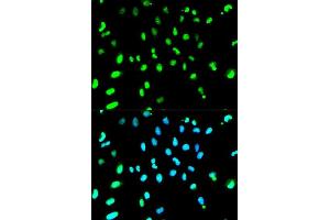 Immunofluorescence (IF) image for anti-TAR DNA Binding Protein (TARDBP) (AA 1-260) antibody (ABIN3021656)