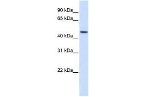 JMJD5 antibody used at 0. (JMJD5 抗体  (Middle Region))