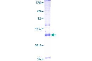 ATP1A4 Protein (AA 1-165) (GST tag)