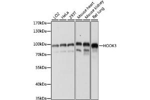 Western blot analysis of extracts of various cell lines, using HOOK3 antibody (ABIN7267781) at 1:1000 dilution. (HOOK3 抗体  (AA 489-718))