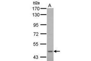 Image no. 1 for anti-Cytochrome P450, Family 51, Subfamily A, Polypeptide 1 (CYP51A1) (AA 80-337) antibody (ABIN1497741) (CYP51A1 抗体  (AA 80-337))
