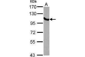 WB Image Sample (30 ug of whole cell lysate) A: NIH-3T3 7. (GRP94 抗体  (Center))