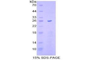 SDS-PAGE analysis of Mouse Caspase 11 Protein. (Caspase 4 蛋白)