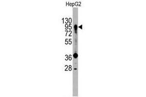 Image no. 1 for anti-Prospero Homeobox 1 (PROX1) (Center) antibody (ABIN357418) (PROX1 抗体  (Center))