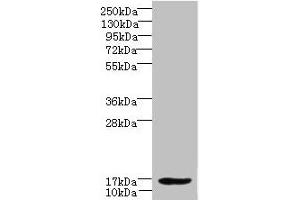Western blot All lanes: LMO3 antibody at 6 μg/mL + Hela whole cell lysate Secondary Goat polyclonal to rabbit IgG at 1/10000 dilution Predicted band size: 17, 20, 18, 19 kDa Observed band size: 17 kDa (LMO3 抗体  (AA 1-145))