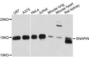 Western blot analysis of extract of various cells, using SNAPIN antibody. (SNAPIN 抗体)