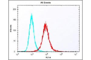 Overlay histogram showing NIH/3T3 cells stained with (ABIN6243711 and ABIN6577901) (red line). (KLF4 抗体  (AA 321-354))