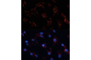 Immunofluorescence (IF) image for anti-Proto-oncogene tyrosine-protein kinase Src (Src) (AA 1-80) antibody (ABIN6148428)