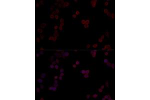 Immunofluorescence (IF) image for anti-Protein Phosphatase 5, Catalytic Subunit (PPP5C) (AA 1-210) antibody (ABIN6146110)