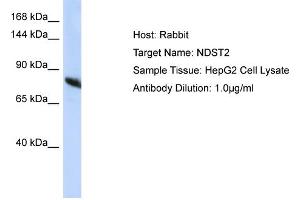 Host: Rabbit Target Name: NDST2 Sample Type: HepG2 Whole Cell lysates Antibody Dilution: 1. (NDST2 抗体  (C-Term))
