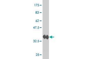 Western Blot detection against Immunogen (38.