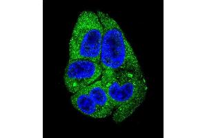 Confocal immunofluorescent analysis of DARS Antibody (N-term) (ABIN655040 and ABIN2844671) with HepG2 cell followed by Alexa Fluor 488-conjugated goat anti-rabbit lgG (green). (DARS 抗体  (N-Term))