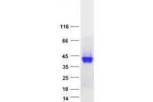 Western Blotting (WB) image for Mannose-6-Phosphate Receptor (Cation Dependent) (M6PR) protein (Myc-DYKDDDDK Tag) (ABIN2725104)