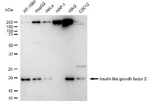 anti-Insulin-Like Growth Factor 2 (IGF2) antibody