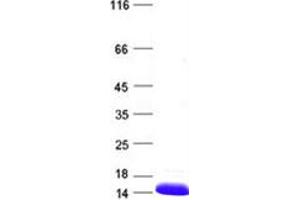 Validation with Western Blot (Neurotrophin 3 Protein (NTF3))
