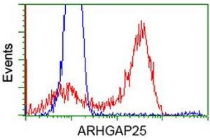 Image no. 5 for anti-rho GTPase Activating Protein 25 (ARHGAP25) antibody (ABIN1496706) (ARHGAP25 抗体)