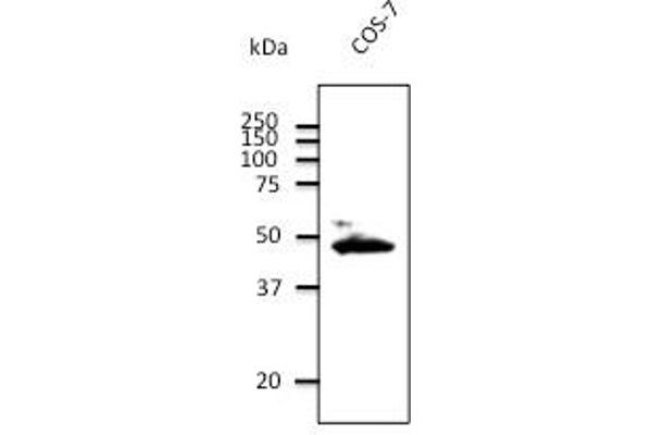 Connexin 43/GJA1 抗体  (C-Term)