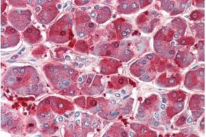 ABIN570995 (5µg/ml) staining of paraffin embedded Human Pancreas. (XPNPEP1 抗体  (C-Term))