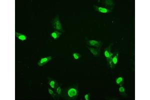 IF analysis of HMGB3 using anti-HMGB3 antibody (ABIN7603126). (HMGB3 抗体  (N-Term))