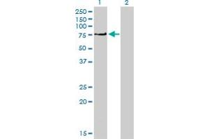 Western Blotting (WB) image for anti-Protein Kinase C, iota (PRKCI) (AA 1-587) antibody (ABIN562391)