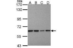 WB Image Sample (30 ug of whole cell lysate) A: A431 , B: H1299 C: Hela D: Hep G2 , 7. (Proteasome 26S S3 (Center) 抗体)