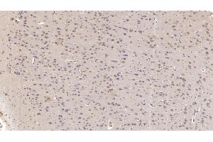 Detection of SIGLEC10 in Human Cerebrum Tissue using Monoclonal Antibody to Sialic Acid Binding Ig Like Lectin 10 (SIGLEC10) (SIGLEC10 抗体  (AA 571-697))