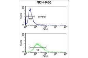 Flow Cytometry (FACS) image for anti-Potassium Inwardly-Rectifying Channel, Subfamily J, Member 2 (KCNJ2) (AA 401-427), (C-Term) antibody (ABIN390913)
