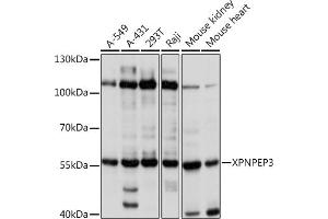 Western blot analysis of extracts of various cell lines, using XPNPEP3 Rabbit pAb  at 1:1000 dilution. (XPNPEP3 抗体  (AA 1-250))