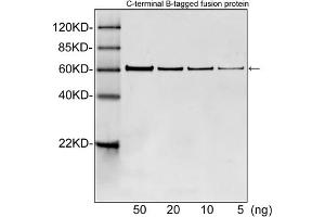 Western blot analysis of B tagged fusion proteins expressed in E. (B Tag 抗体)