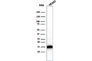 Western Blot Analysis of human heart tissue lysate using Cytochrome C Recombinant Mouse Monoclonal Antibody (rCYCS/1010). (Recombinant Cytochrome C 抗体  (AA 1-80))