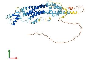 AlphaFold protein structure predicition of Human Recombinant PANX1 Protein, UniprotID Q96RD7 (PANX1 Protein (AA 1-426) (His tag))