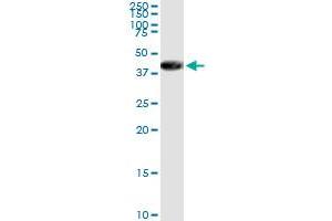 Immunoprecipitation of APEX1 transfected lysate using anti-APEX1 MaxPab rabbit polyclonal antibody and Protein A Magnetic Bead , and immunoblotted with APEX1 purified MaxPab mouse polyclonal antibody (B01P) . (APEX1 抗体  (AA 1-318))