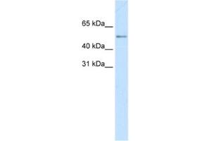 Western Blotting (WB) image for anti-Myc Proto-Oncogene protein (MYC) antibody (ABIN2463685) (c-MYC 抗体)