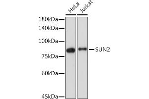 Western blot analysis of extracts of various cell lines, using SUN2 antibody (ABIN7270135) at 1:2000 dilution. (SUN2 抗体)