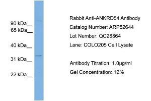 WB Suggested Anti-ANKRD54  Antibody Titration: 0. (ANKRD54 抗体  (Middle Region))