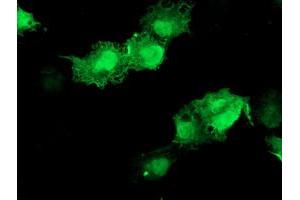 Anti-AKT1 mouse monoclonal antibody (ABIN2455510) immunofluorescent staining of COS7 cells transiently transfected by pCMV6-ENTRY AKT1 (RC220257). (AKT1 抗体)