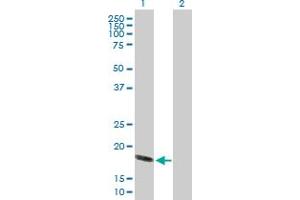 Western Blot analysis of HSPB6 expression in transfected 293T cell line by HSPB6 MaxPab polyclonal antibody. (HSPB6 抗体  (AA 1-160))