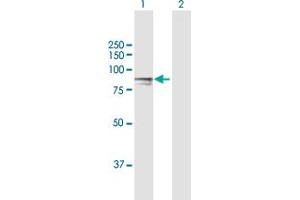 Western Blot analysis of H6PD expression in transfected 293T cell line by H6PD MaxPab polyclonal antibody. (Glucose-6-Phosphate Dehydrogenase 抗体  (AA 1-791))