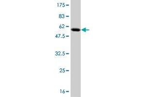 Western Blot detection against Immunogen (54. (TAZ 抗体  (AA 1-262))