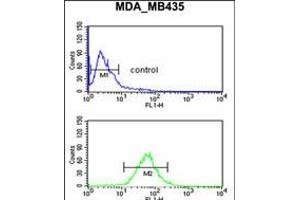 Flow cytometric analysis of MDA-MB435 cells (bottom histogram) compared to a negative control cell (top histogram). (GnRH2 抗体  (AA 26-53))