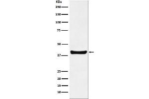 Western blot analysis of p40 expression in HepG2 cell lysate.
