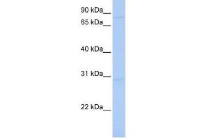 HNRNPU antibody used at 1 ug/ml to detect target protein. (HNRNPU 抗体)