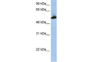 Western Blotting (WB) image for anti-Tubulin, beta 2A (TUBB2A) antibody (ABIN2458477) (TUBB2A 抗体)