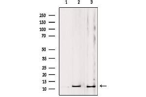 Western blot analysis of extracts from various samples, using MRPL53 Antibody. (MRPL53 抗体  (Internal Region))