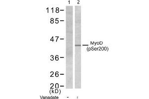 Image no. 1 for anti-Myogenic Differentiation 1 (MYOD1) (pSer200) antibody (ABIN196752) (MYOD1 抗体  (pSer200))